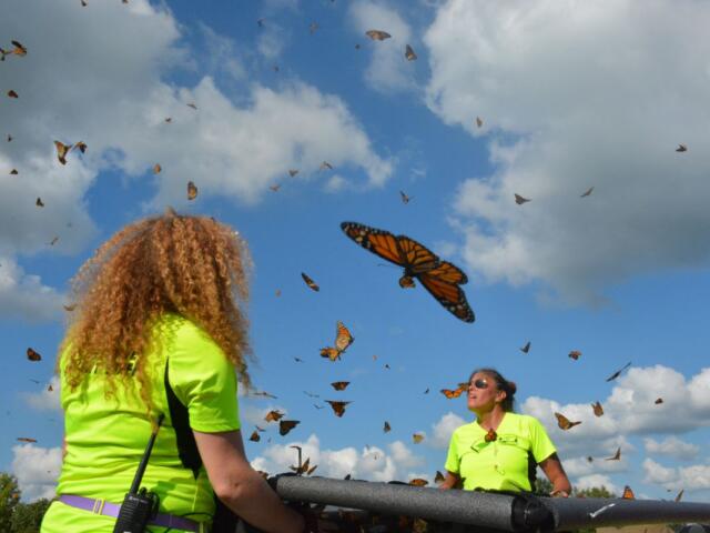 The 14th Annual Oak Grove Butterfly Festival at Oak Grove's Memorial Walking Trail on Sept. 2, 2023. (Lee Erwin)