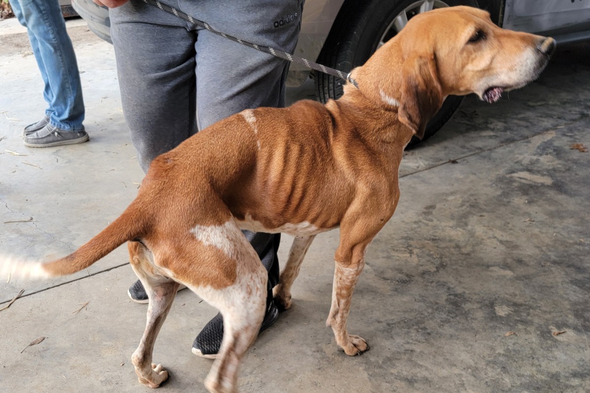 37 dogs found in ‘deplorable’ condition at Indian Mound rescue, malnourished, unvaccinated, wounded
