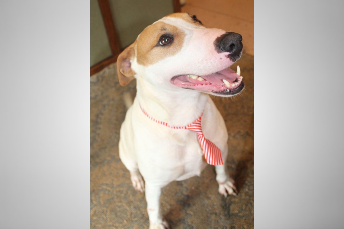 Pets of the week Pets of the week