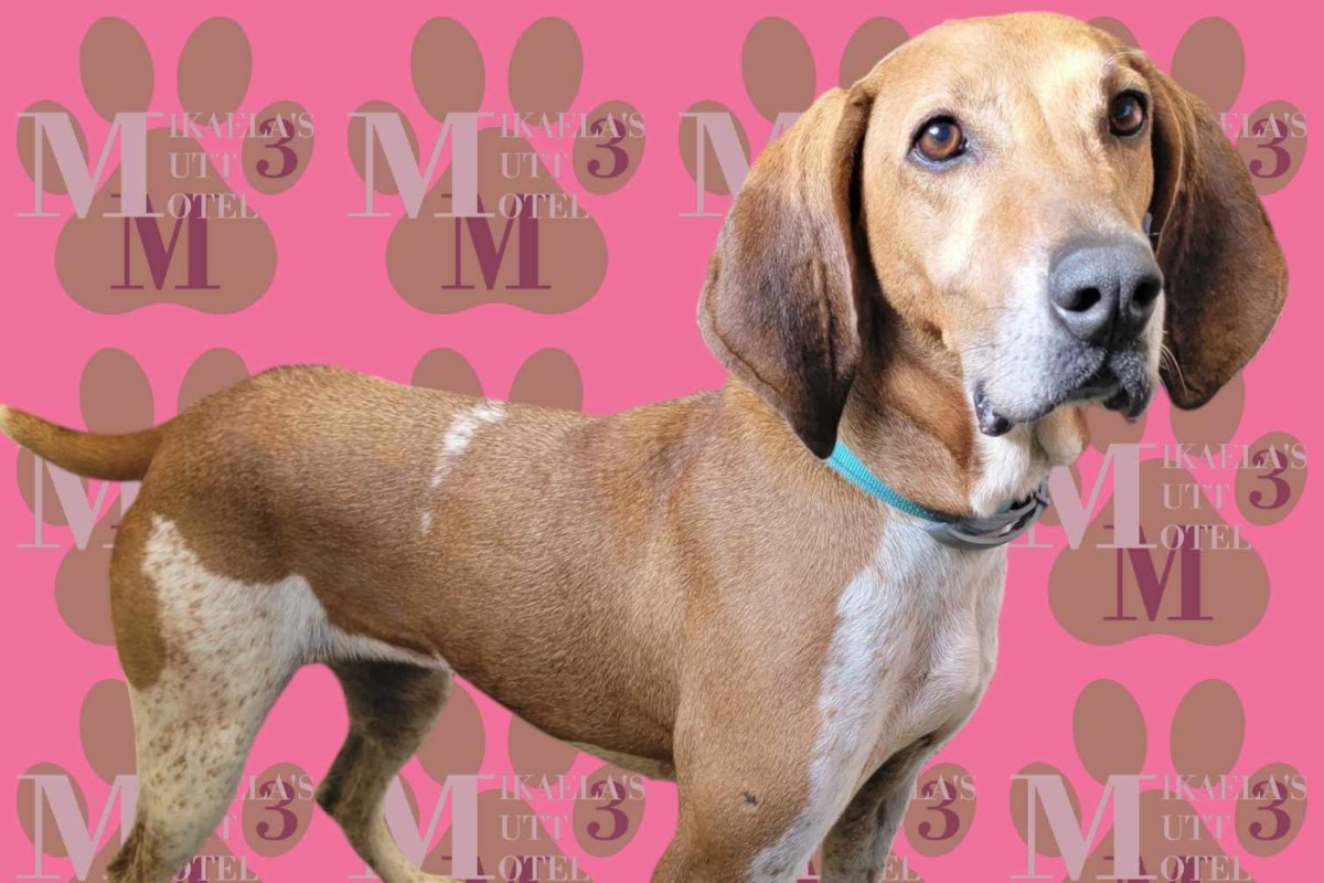 Pets of the week