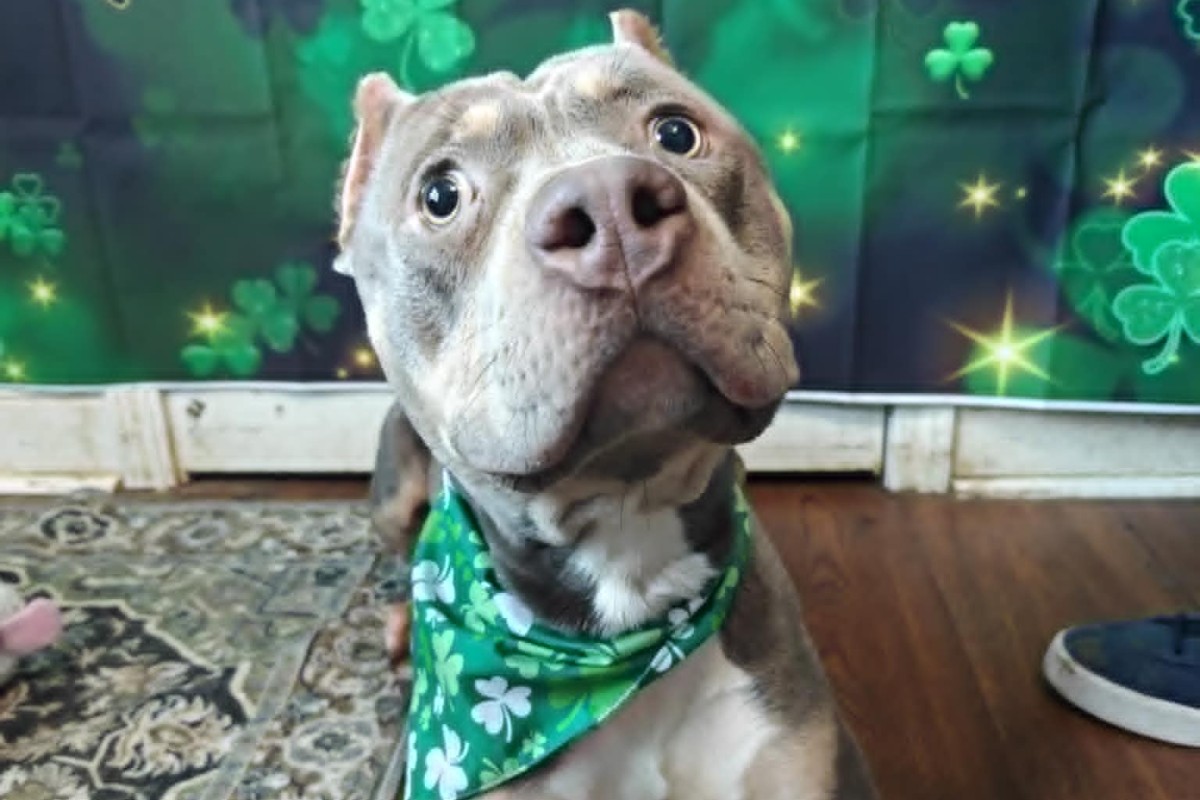 Pets of the week Pets of the week