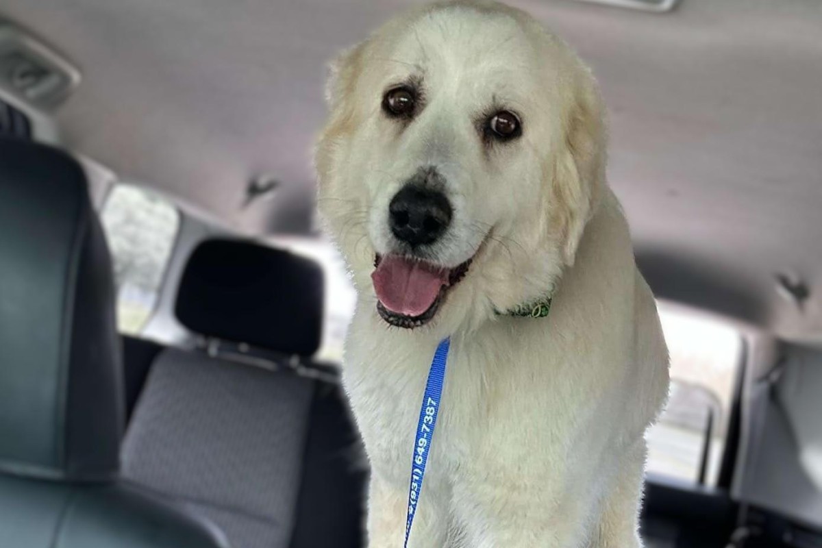 Pets of the week