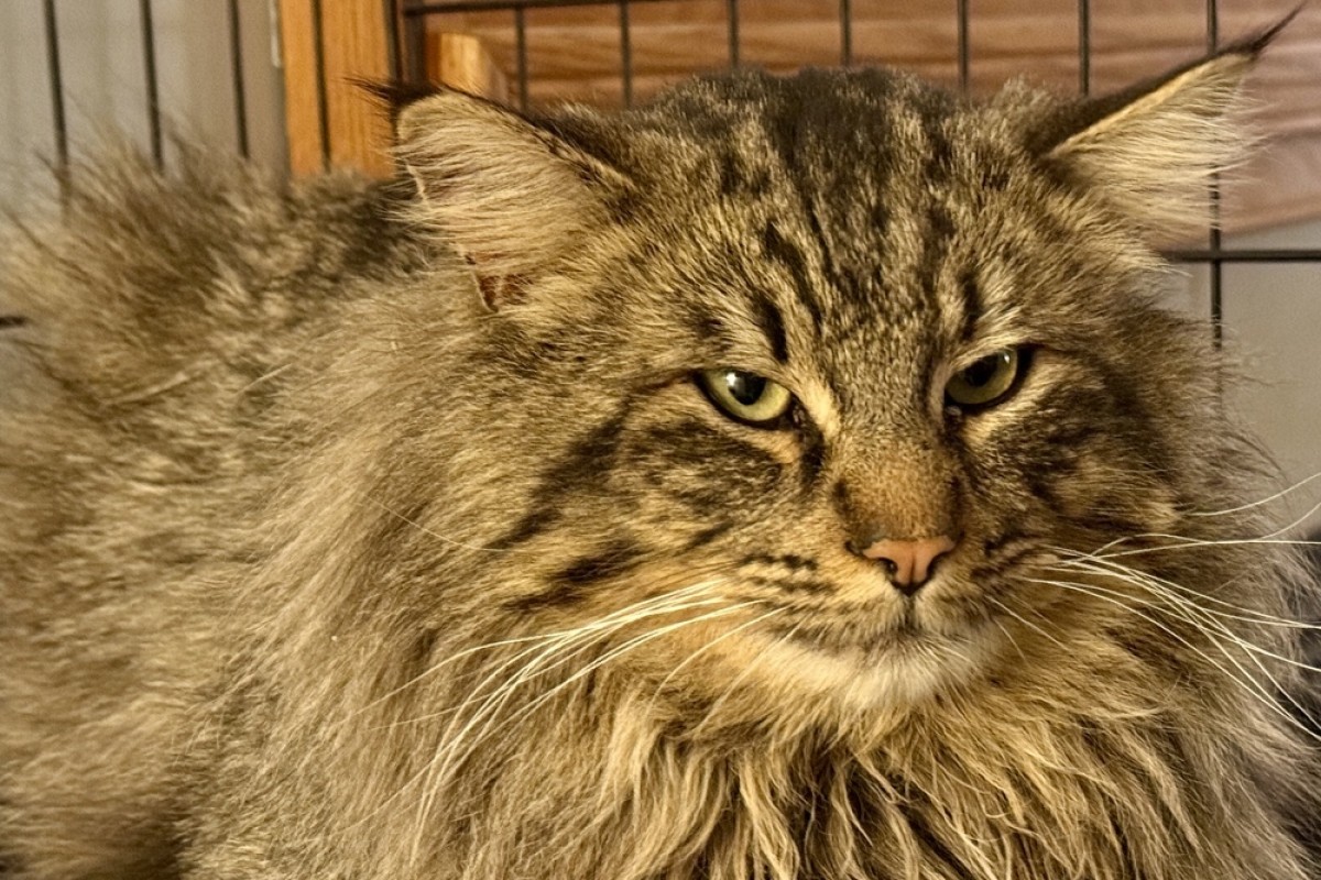 Pets of the week
