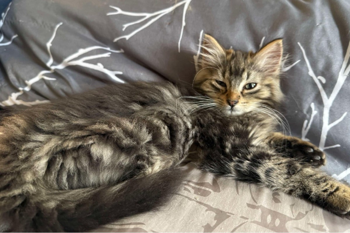 Pets of the week Pets of the week