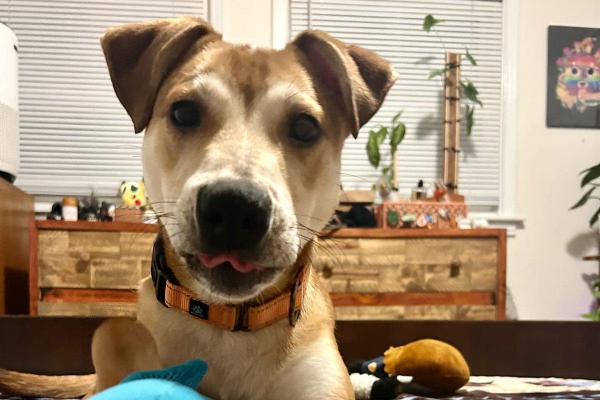 Pets of the week