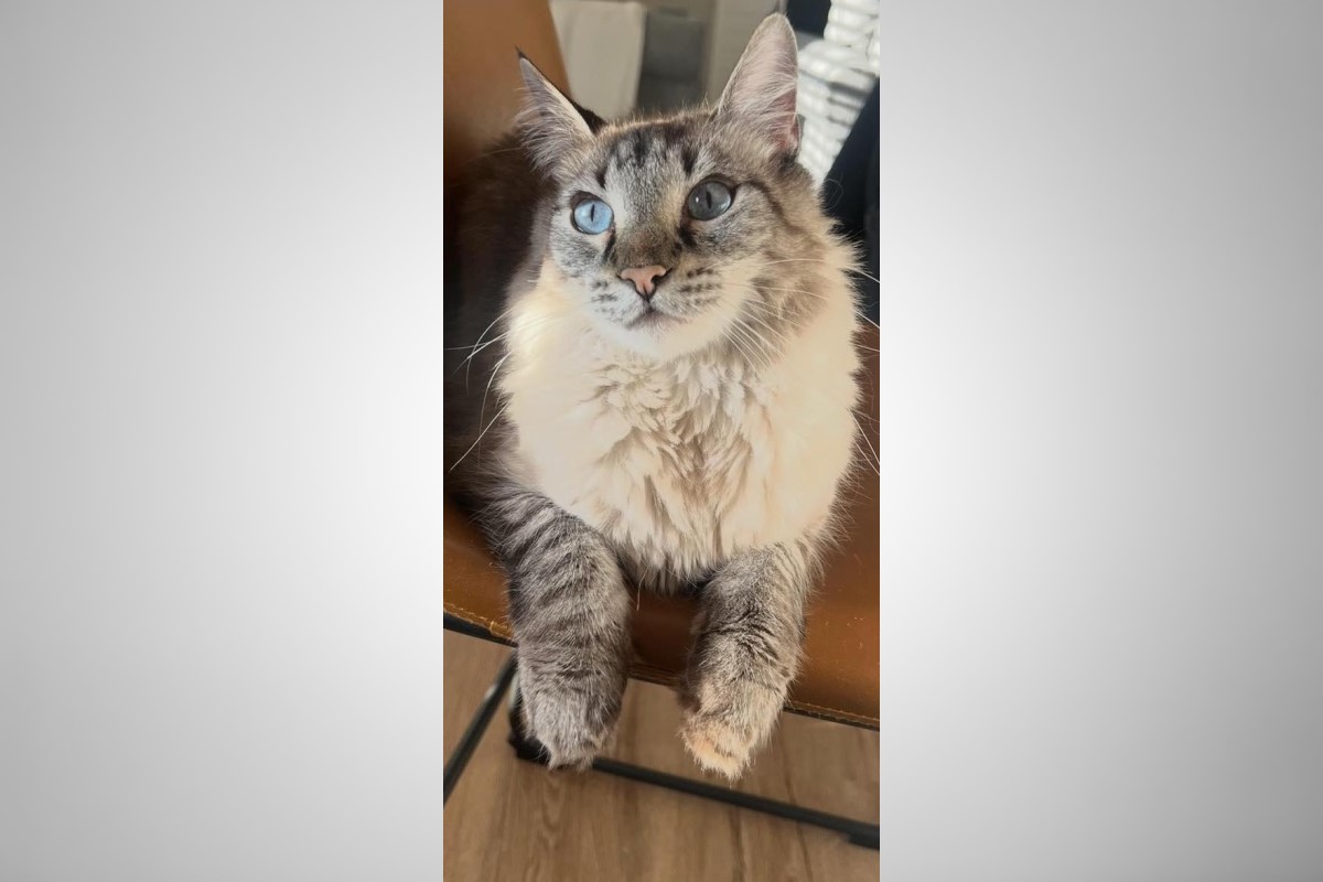 Pets of the week