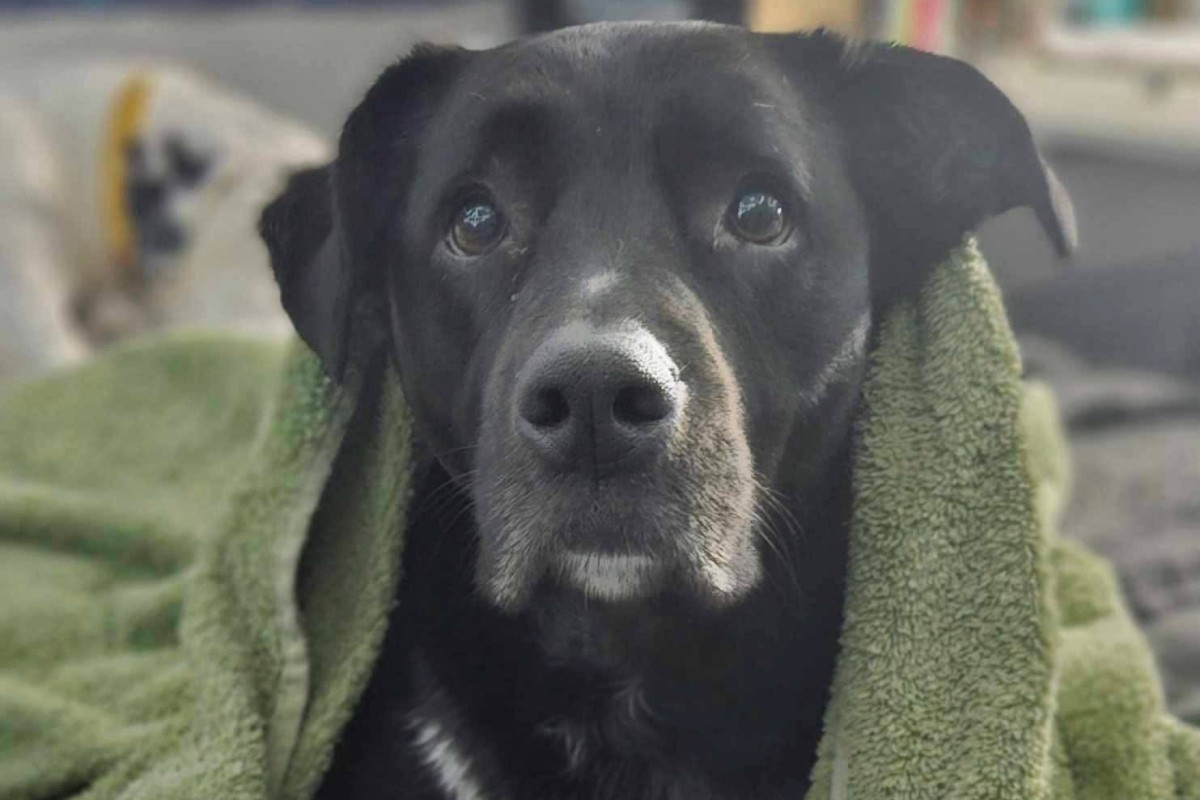 Pets of the week
