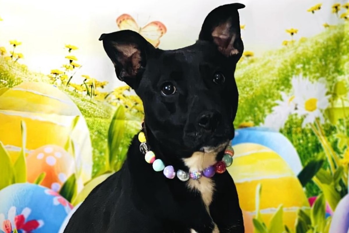 Pets of the week