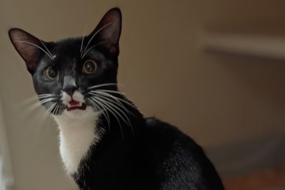 Pets of the week
