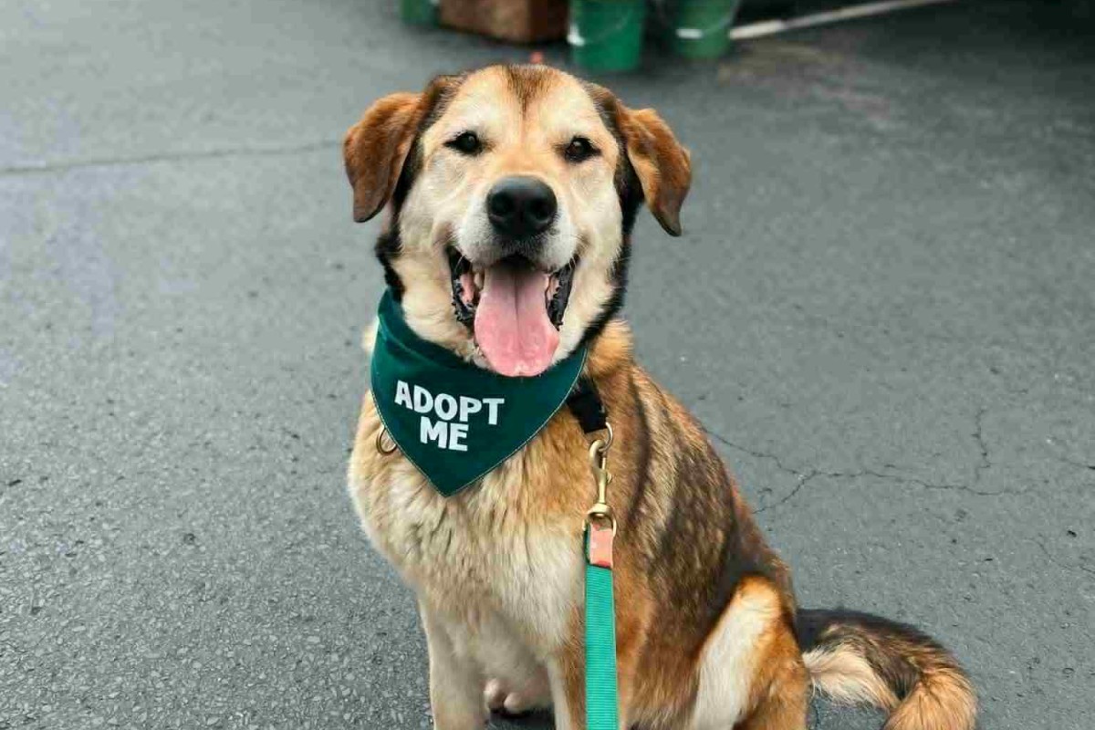 Pets of the week Pets of the week