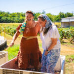 Harvestfest at Beachaven Vineyards & Winery on August 30, 2025. (Wesley Irvin)
