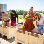 Harvestfest at Beachaven Vineyards & Winery on August 30, 2025. (Wesley Irvin)