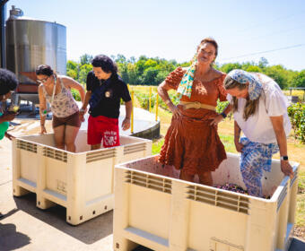 Harvestfest at Beachaven Vineyards & Winery on August 30, 2025. (Wesley Irvin)