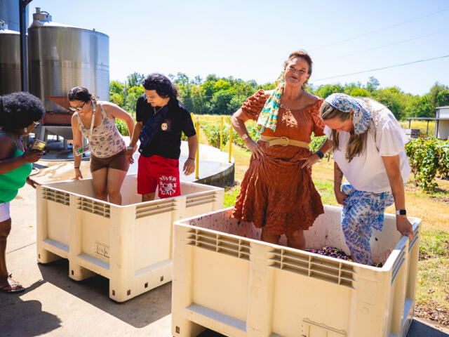 Harvestfest at Beachaven Vineyards &amp; Winery on August 30, 2025. (Wesley Irvin)