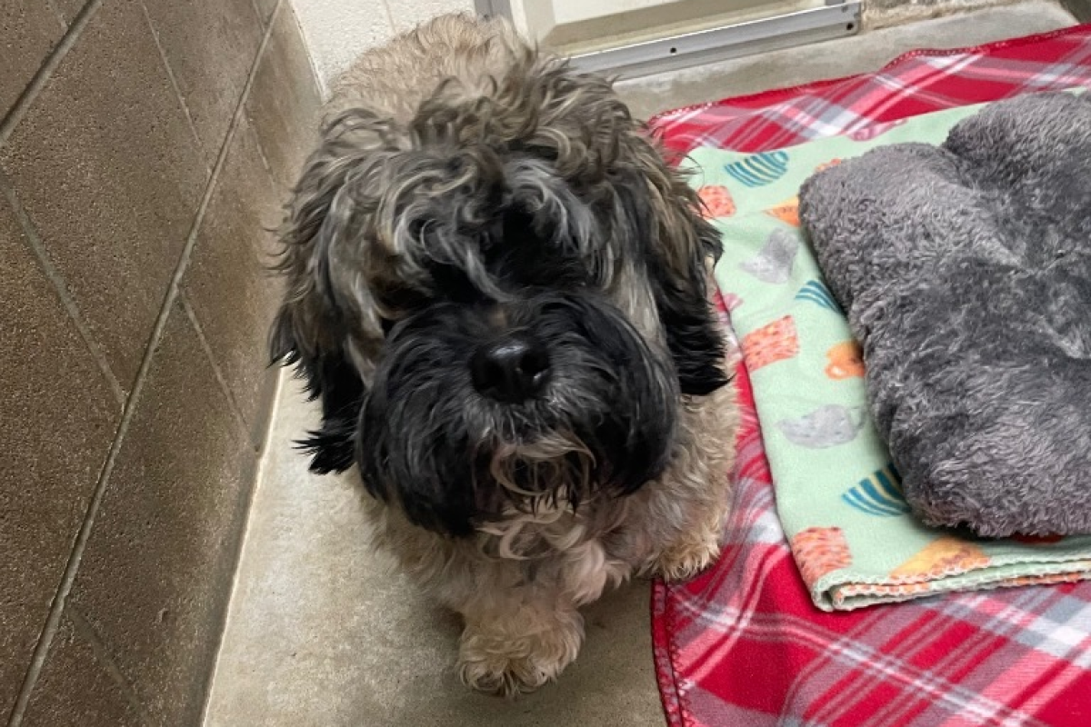 Pets of the week