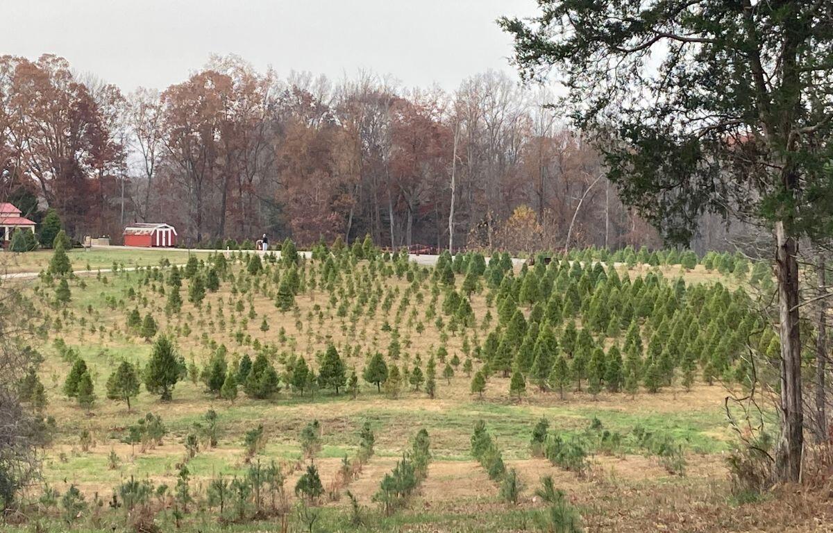 Fields of Christmas trees in various stages of development at Erin's Farm in Cunningham, Tennessee on Nov. 19, 2025. (Christian Brown)