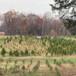 Fields of Christmas trees in various stages of development at Erin's Farm in Cunningham, Tennessee on Nov. 19, 2025. (Christian Brown)