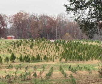 Fields of Christmas trees in various stages of development at Erin's Farm in Cunningham, Tennessee on Nov. 19, 2025. (Christian Brown)