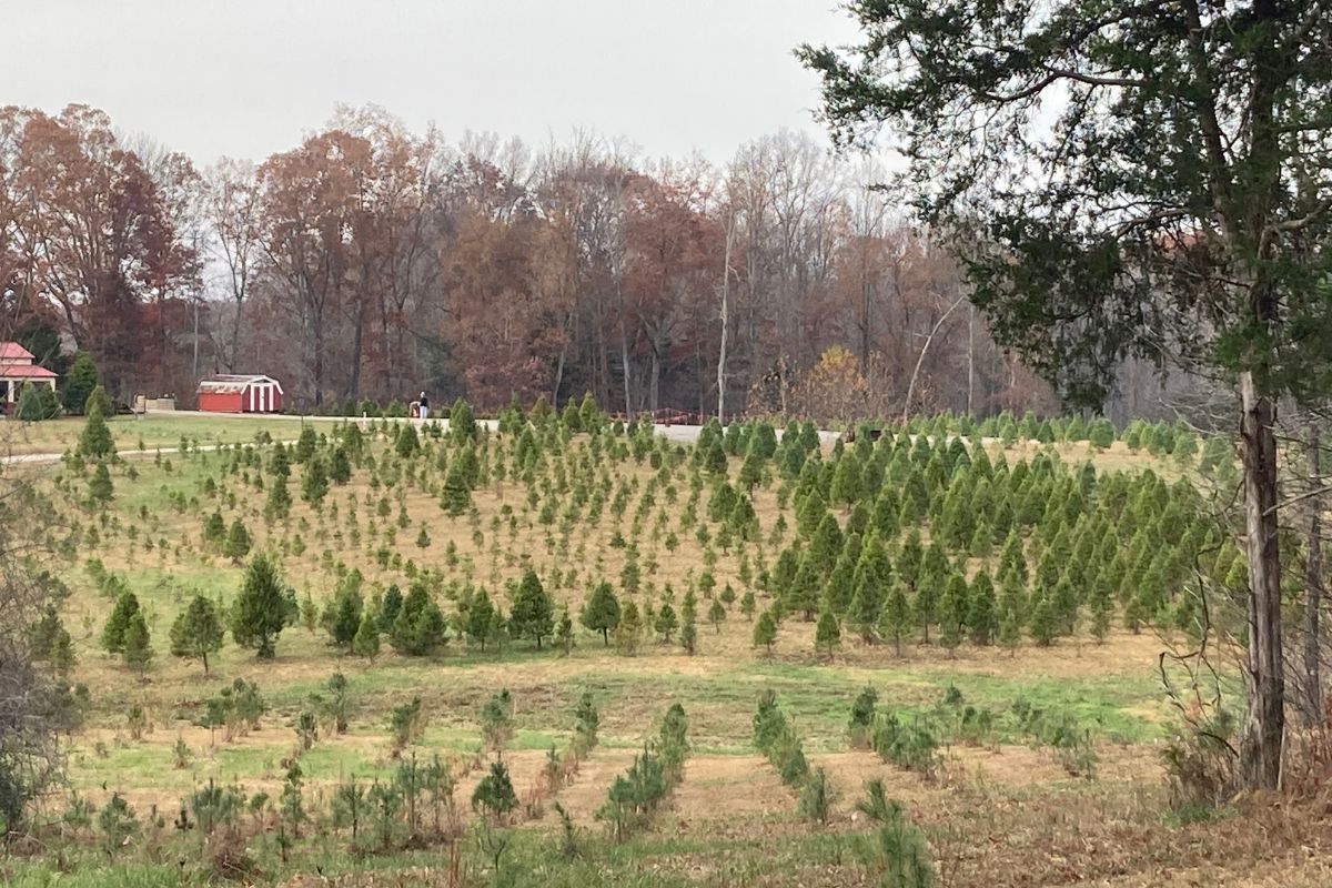 Where to cut your own Christmas tree around Clarksville this year | PHOTOS