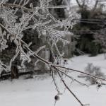 Ice on branches in Clarksville on Jan. 25, 2026. (Chris Smith)