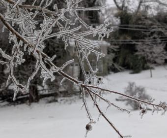 Ice on branches in Clarksville on Jan. 25, 2026. (Chris Smith)