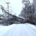 A tree down on Basham Lane during the ice storm in Clarksville on Jan. 25, 2026. (City of Clarksville, contributed)