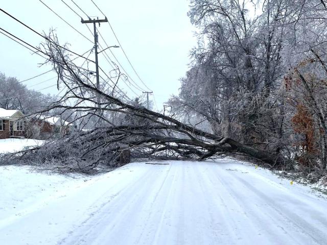 A tree down on Basham Lane during the ice storm in Clarksville on Jan. 25, 2026. (City of Clarksville, contributed)