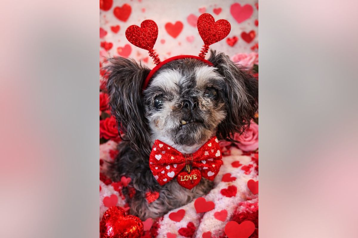 Pets of the week - ClarksvilleNow.com