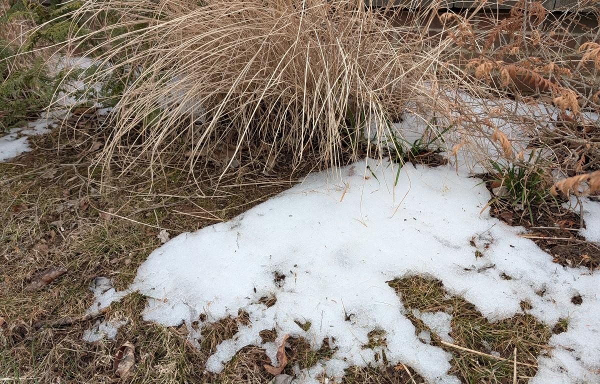 Melting snow on Feb. 8, 2026. (Chris Smith)
