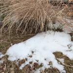 Melting snow on Feb. 8, 2026. (Chris Smith)