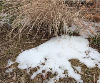 Melting snow on Feb. 8, 2026. (Chris Smith)