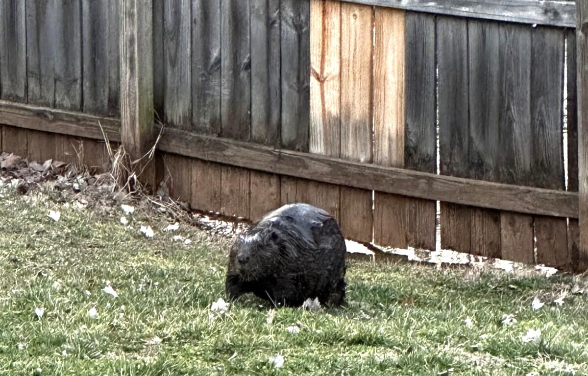 Beaver roaming the backyard of Ian Blankenship. (Ian Blankenship, Contributed)