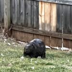 Beaver roaming the backyard of Ian Blankenship. (Ian Blankenship, Contributed)