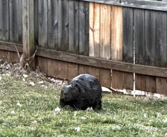Beaver roaming the backyard of Ian Blankenship. (Ian Blankenship, Contributed)