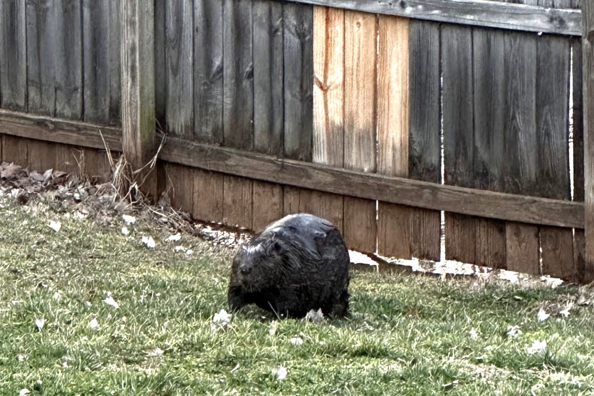 Beaver roaming the backyard of Ian Blankenship. (Ian Blankenship, Contributed)