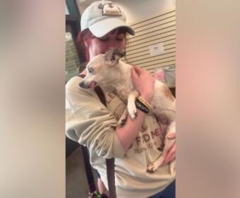 Sabrina Knear with Frankie the rat terrier chihuahua mix. (Sabrina Knear, Contributed)