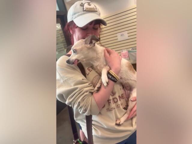 Sabrina Knear with Frankie the rat terrier chihuahua mix. (Sabrina Knear, Contributed)