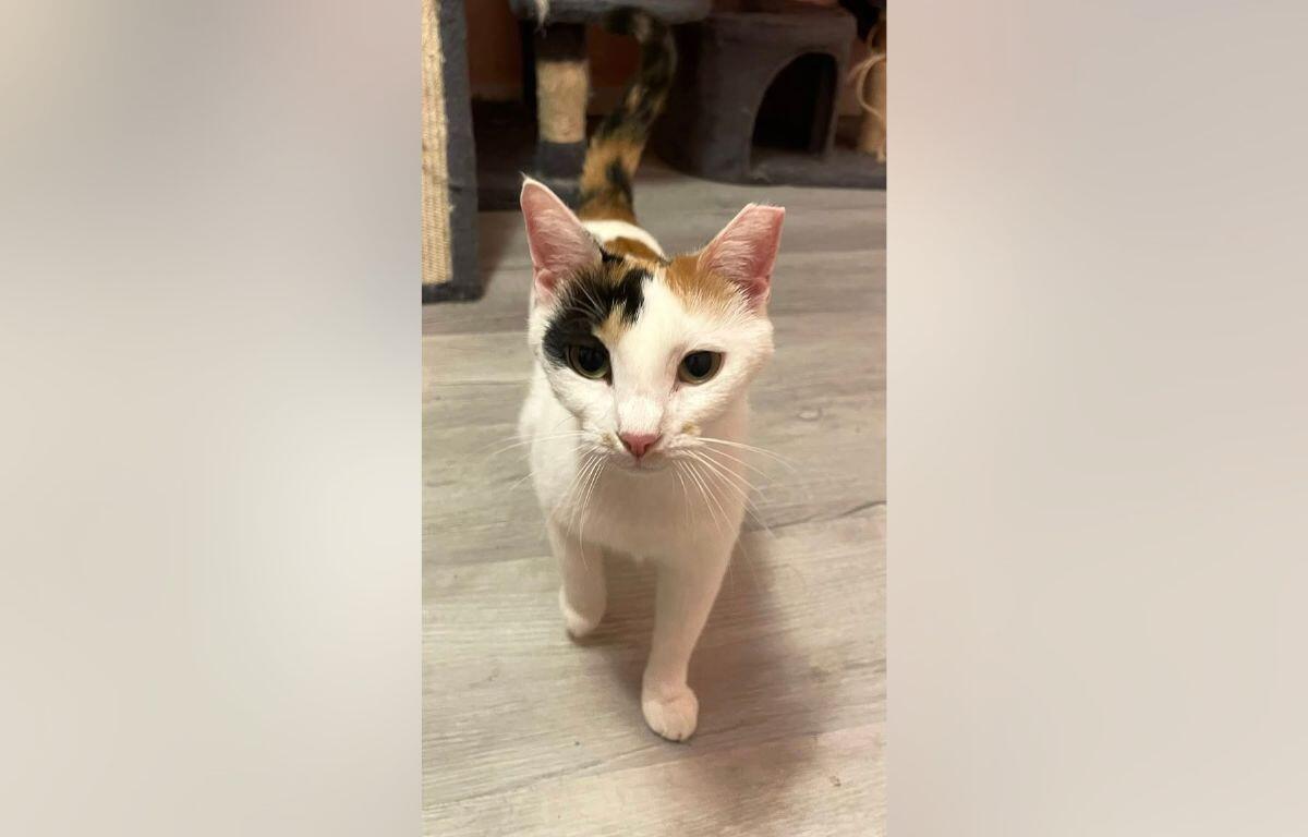 Calico cat with white, black, and orange fur standing on a wooden floor, looking at the camera.