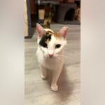 Calico cat with white, black, and orange fur standing on a wooden floor, looking at the camera.