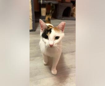 Calico cat with white, black, and orange fur standing on a wooden floor, looking at the camera.
