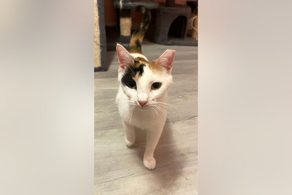 Calico cat with white, black, and orange fur standing on a wooden floor, looking at the camera.