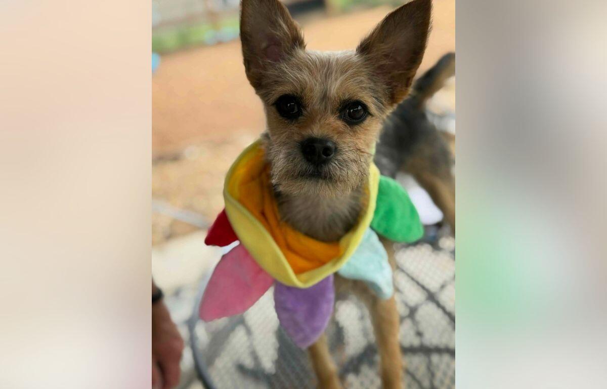 Small dog with pointy ears wearing a rainbow-colored scarf, looking at the camera.