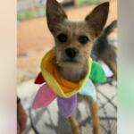 Small dog with pointy ears wearing a rainbow-colored scarf, looking at the camera.