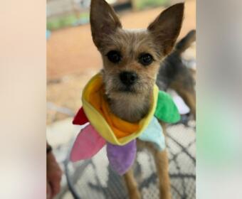 Small dog with pointy ears wearing a rainbow-colored scarf, looking at the camera.