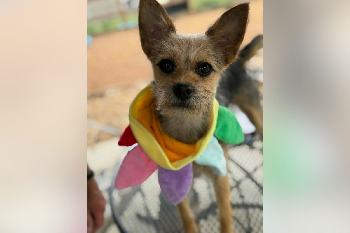 Small dog with pointy ears wearing a rainbow-colored scarf, looking at the camera.