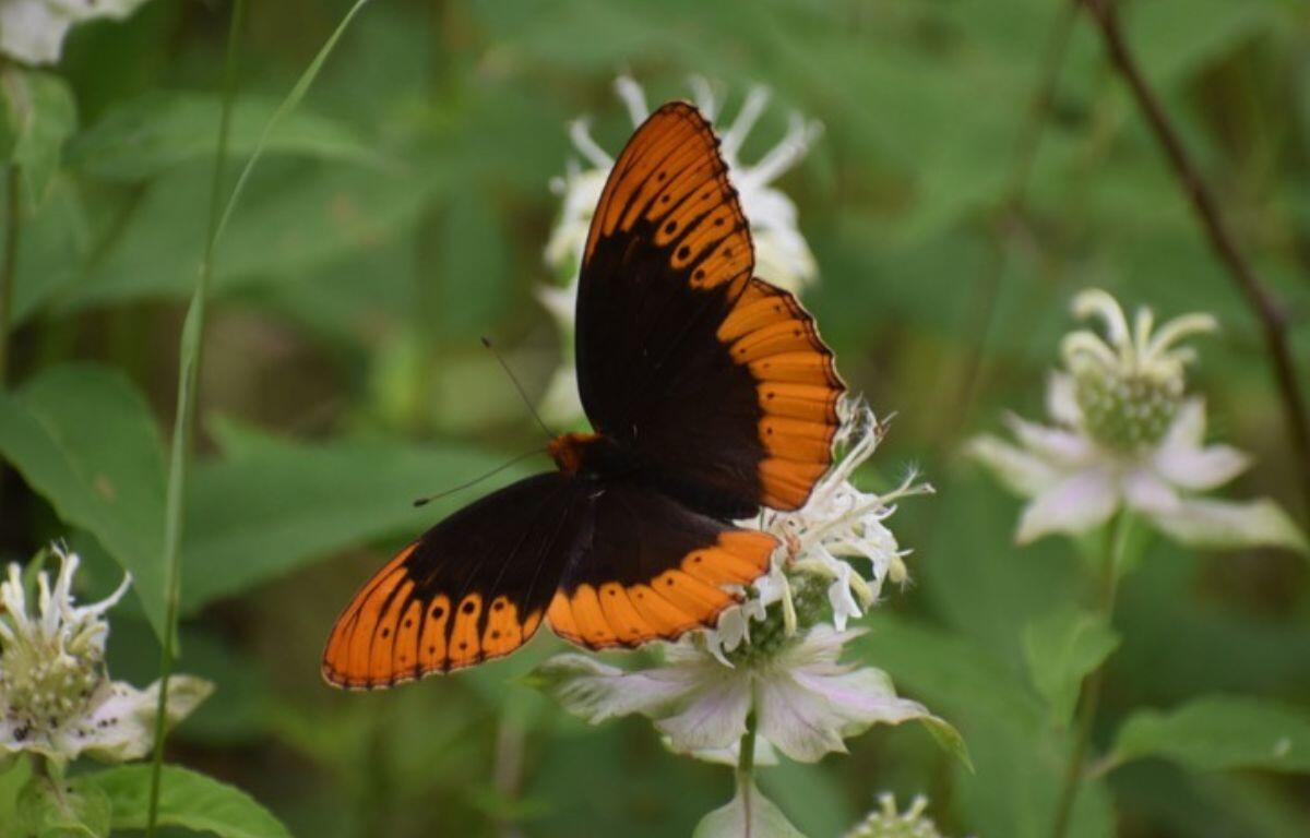Orange and black butterfly perched on a white flower in a green garden scene, wings spread wide.