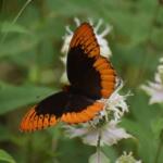 Orange and black butterfly perched on a white flower in a green garden scene, wings spread wide.