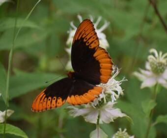 Orange and black butterfly perched on a white flower in a green garden scene, wings spread wide.
