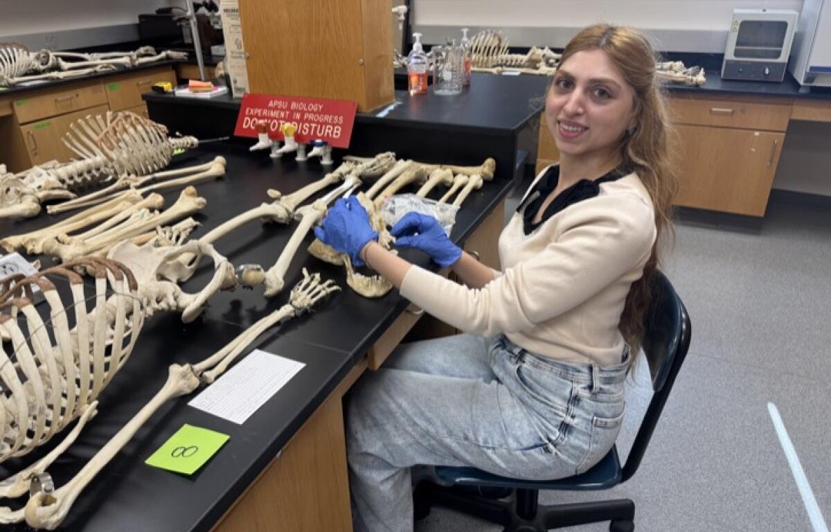 APSU biology major Kani Almousa uses forensic anthropology techniques to estimate the age of a skeleton previously used as a teaching tool for the department. (APSU, contributed)