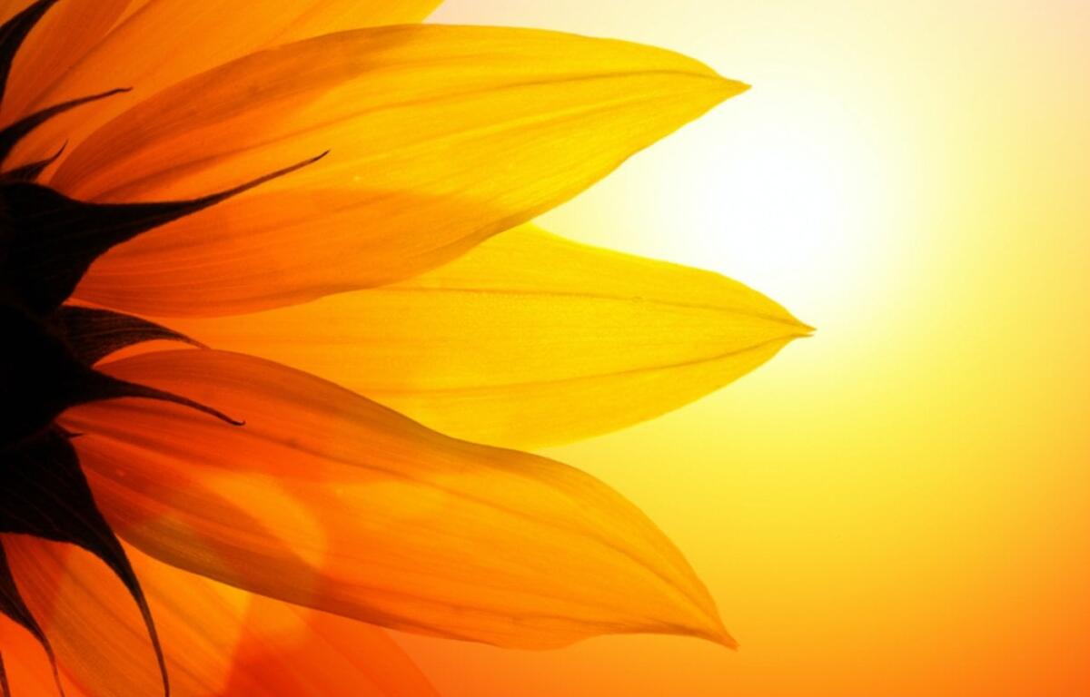 Close-up of bright orange sunflower petals silhouetted against a warm yellow sunset glow.